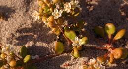 Image of Pharnaceum cordifolium L.