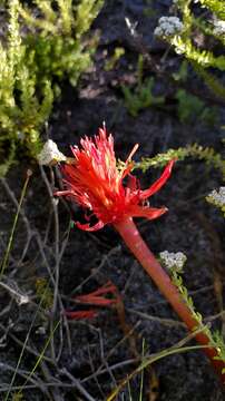 Imagem de Haemanthus canaliculatus Levyns