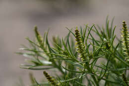 Plancia ëd Stillingia paucidentata S. Watson