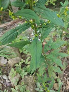 Image of mountain decumbent goldenrod