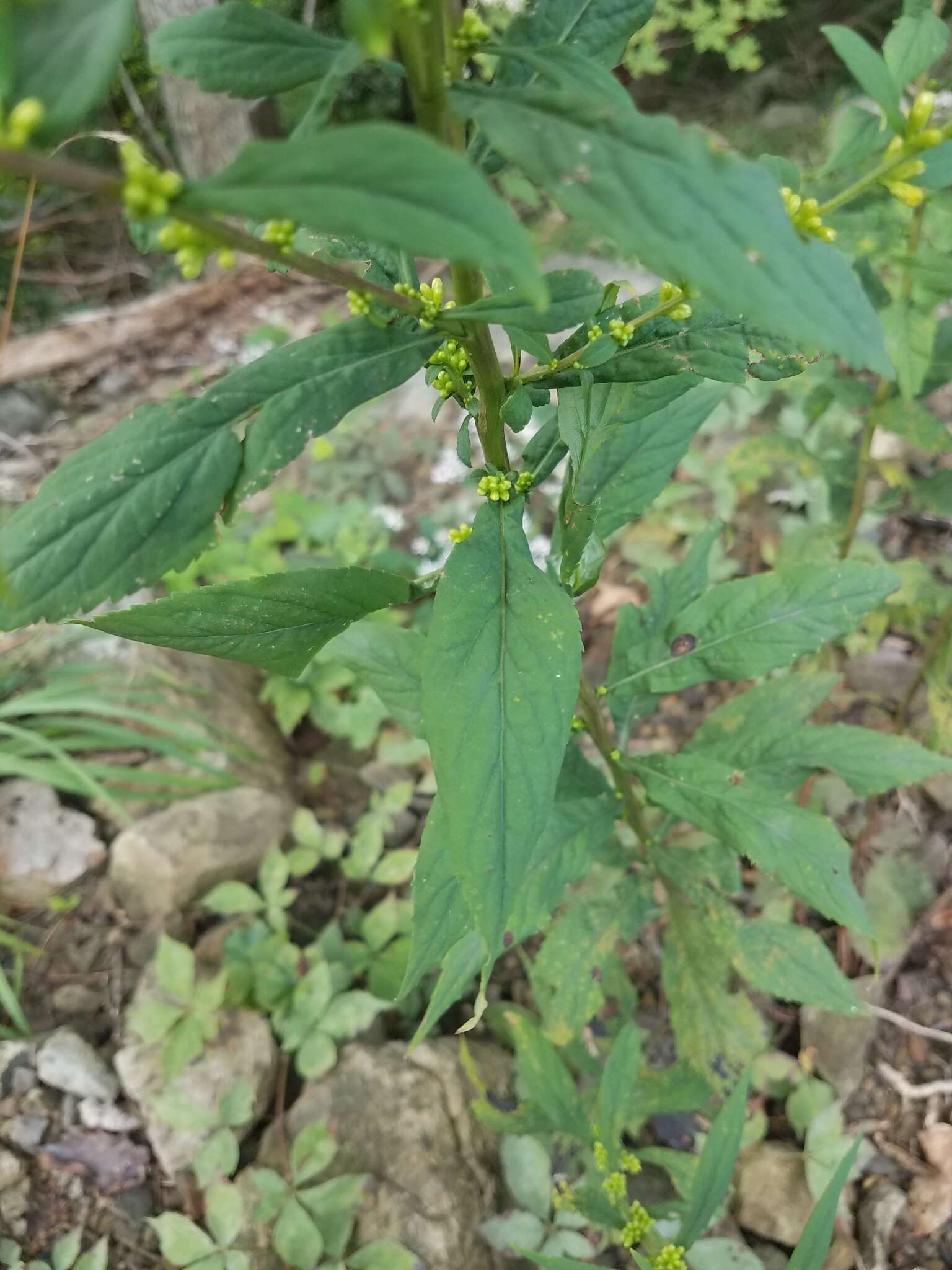 Image of mountain decumbent goldenrod