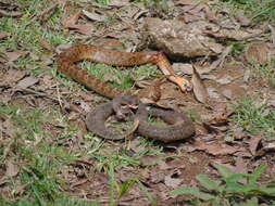 Image of Querétaro dusky rattlesnake