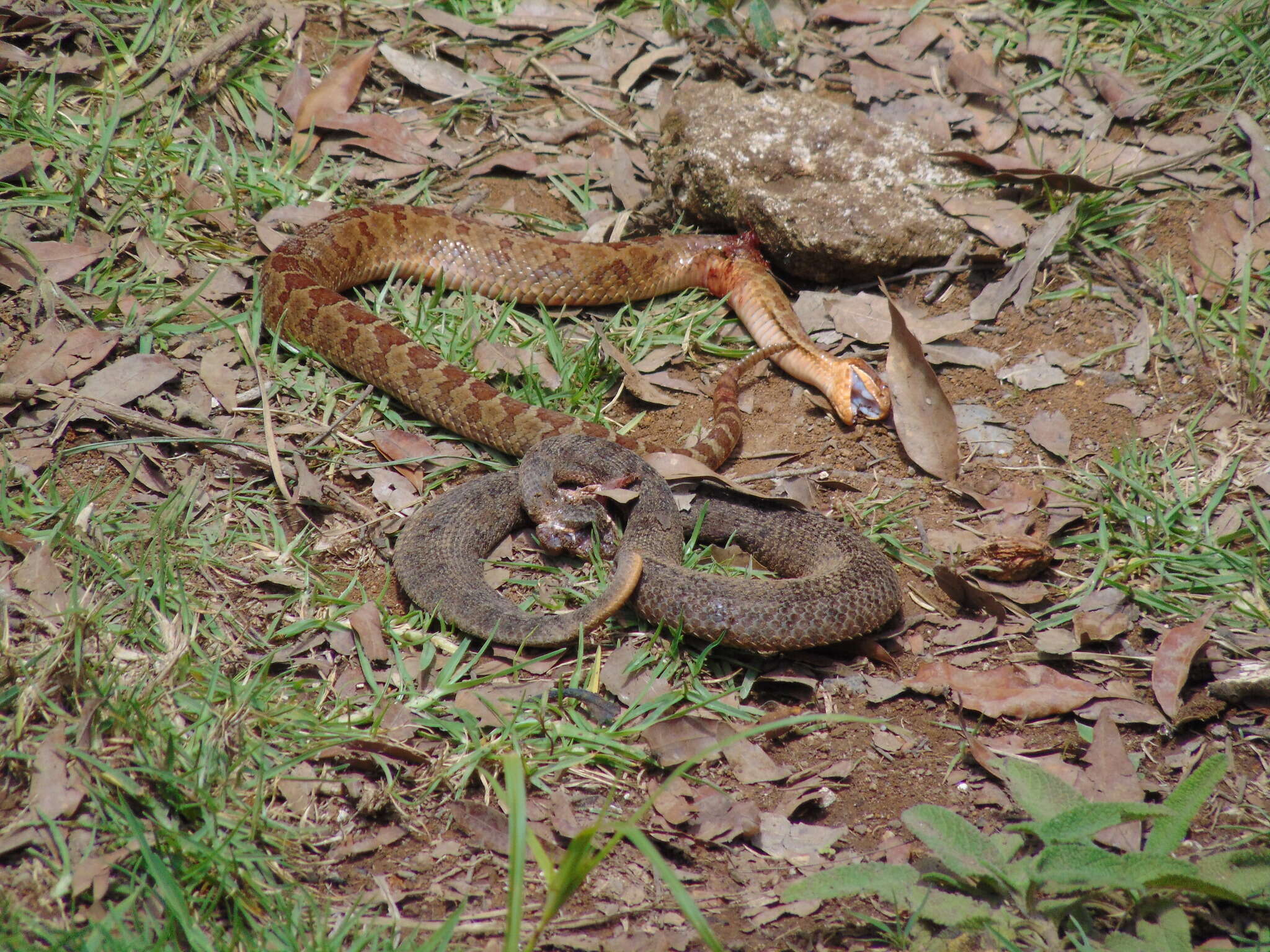 Image of Querétaro dusky rattlesnake