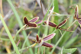 Image of Cyperus rubicundus Vahl