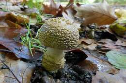 Image of Yellow spotted amanita