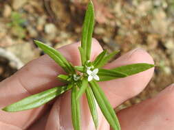 Image of mountain saucerflower