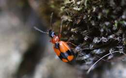 Image of Lebia (Lebia) cruxminor (Linnaeus 1758)