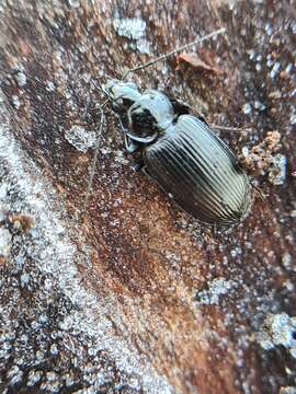 Image of Agonum (Olisares) emarginatum (Gyllenhal 1827)