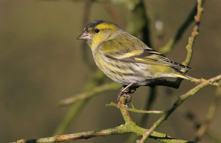 Sivun Spinus spinus (Linnaeus 1758) kuva