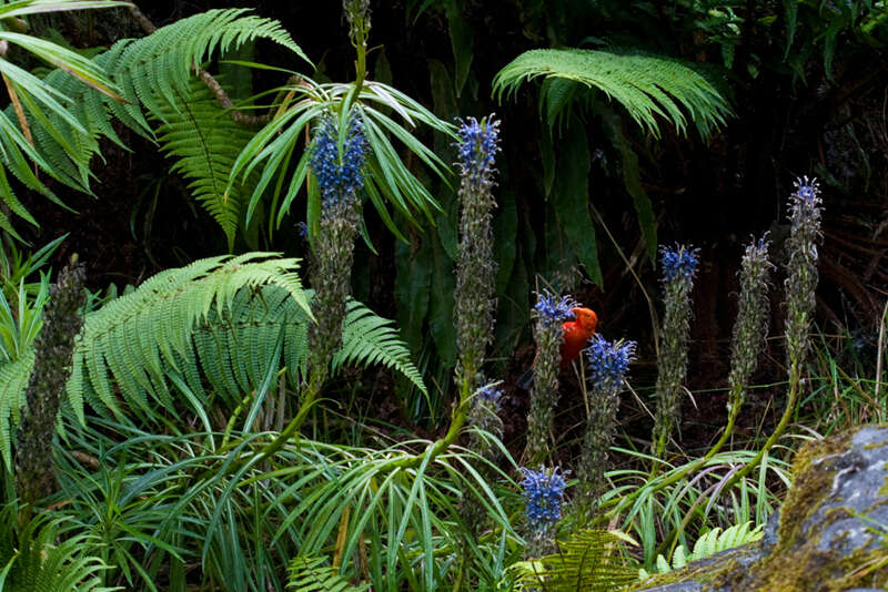 Plancia ëd Lobelia grayana E. Wimm.