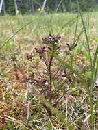 Image of Small-Flower Lousewort