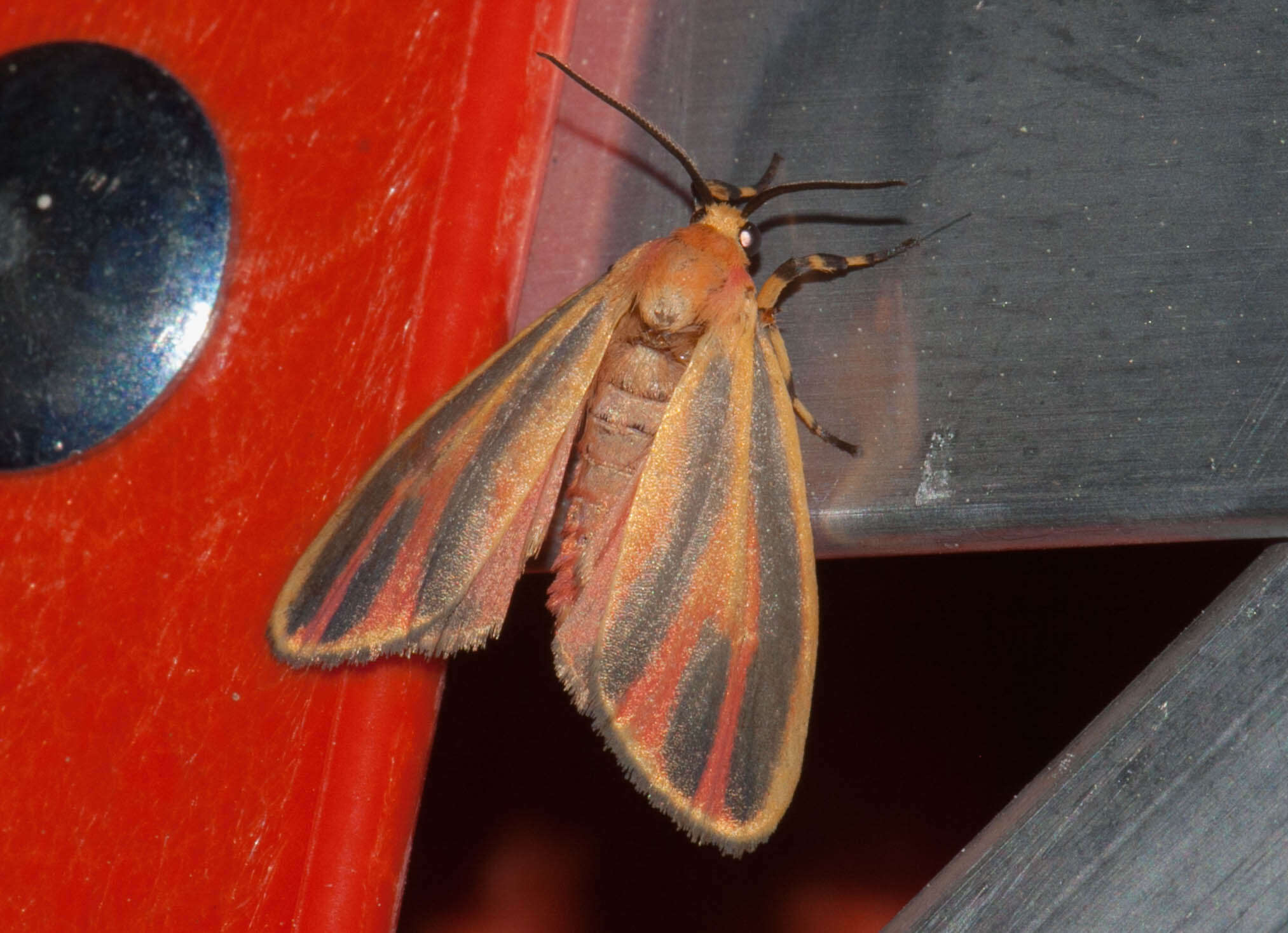 Image of Scarlet-winged Lichen Moth