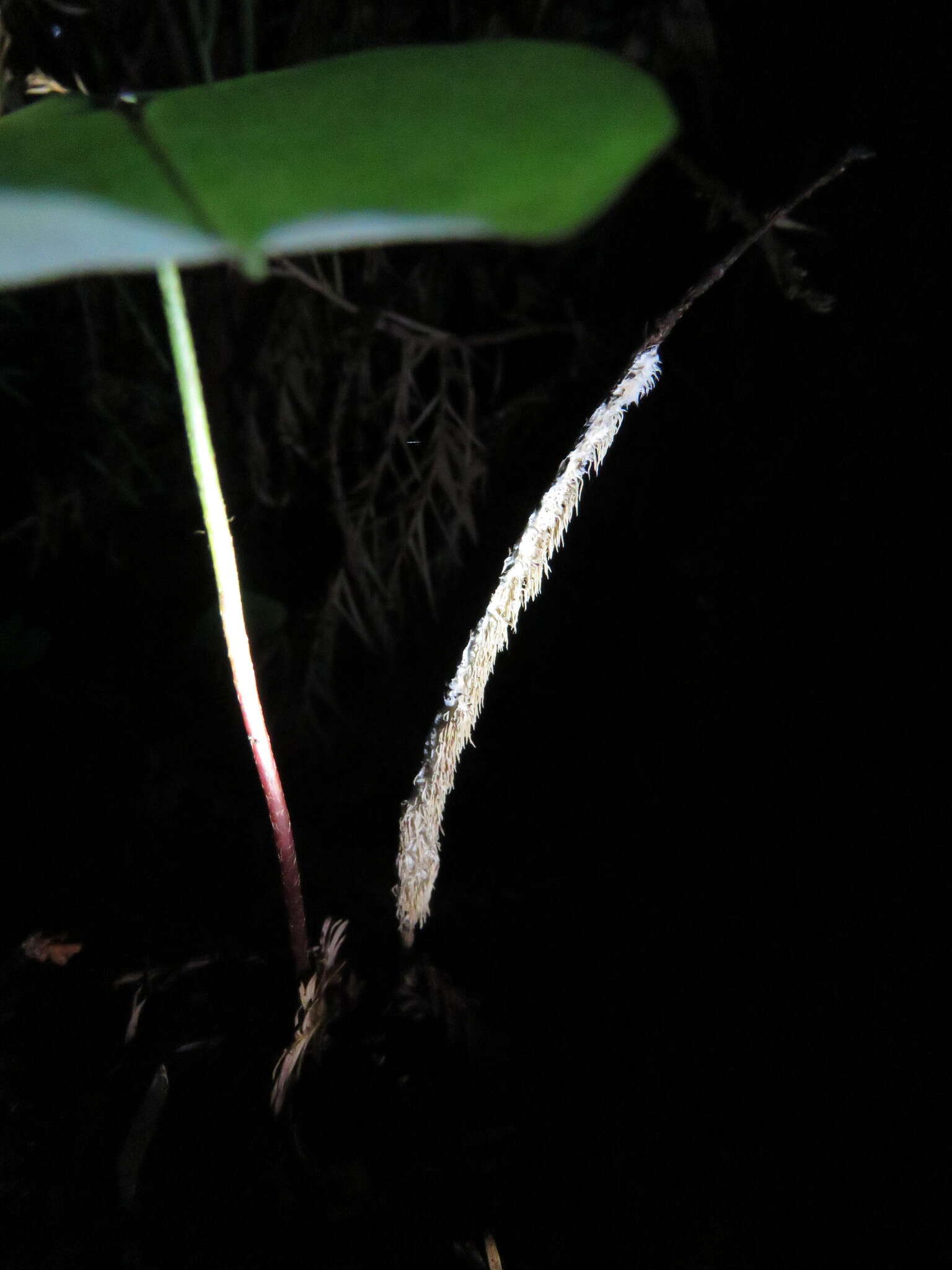 Image of Hydnocristella himantia (Schwein.) R. H. Petersen 1971