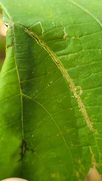 Image of Stigmella tiliella (Braun 1912) Newton et al. 1982