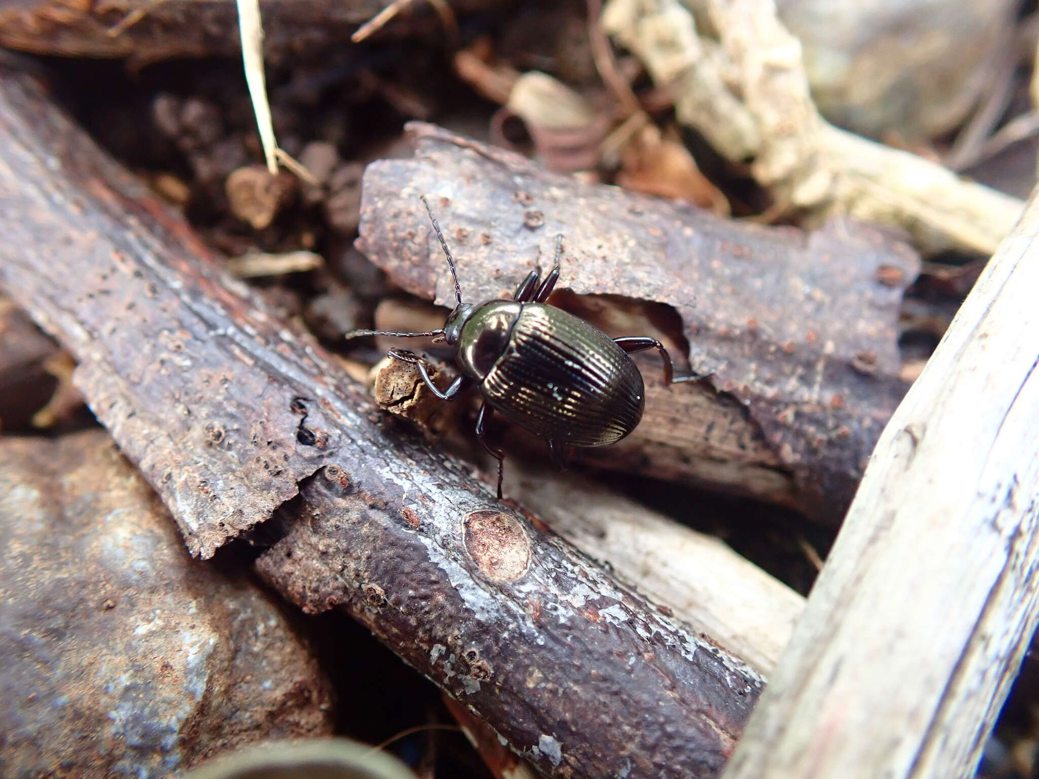 Image of Darkling beetle