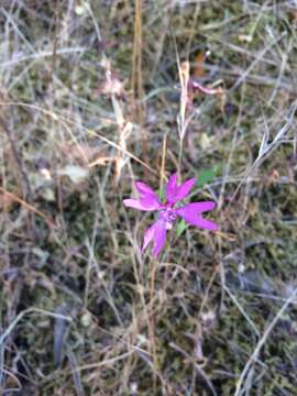 Plancia ëd Clarkia biloba (Dur.) A. Nels. & J. F. Macbr.