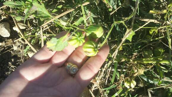 Image of cutleaf groundcherry