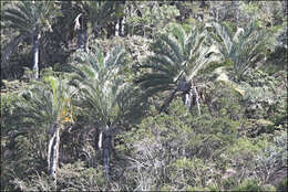 Image of Triangle palm