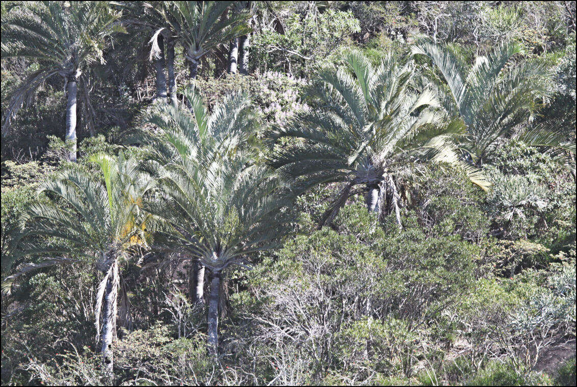 Image of Triangle palm