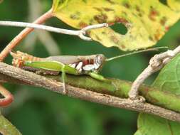 Proctolabus cerciatus Hebard 1925的圖片