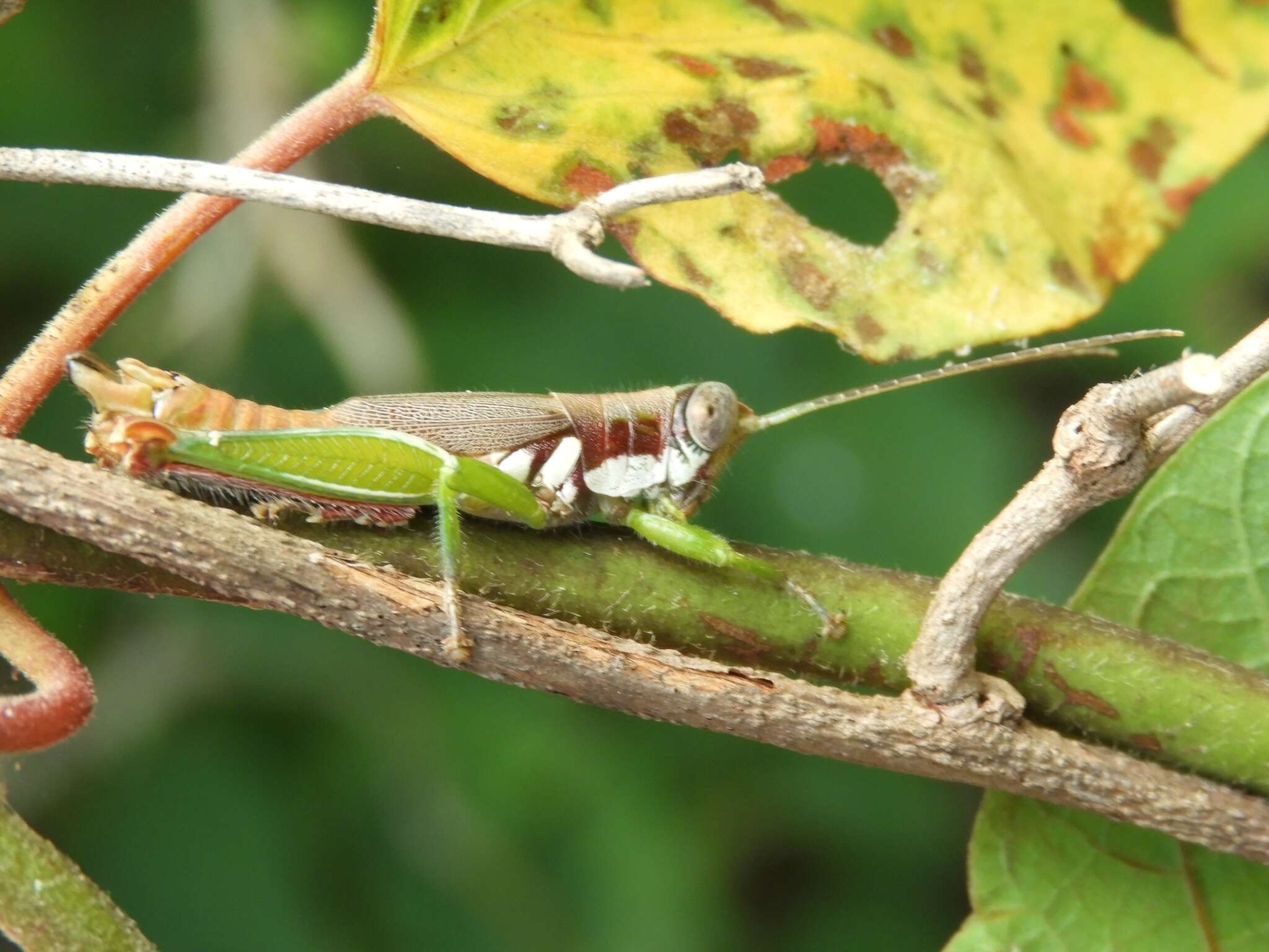 Image de Proctolabus cerciatus Hebard 1925