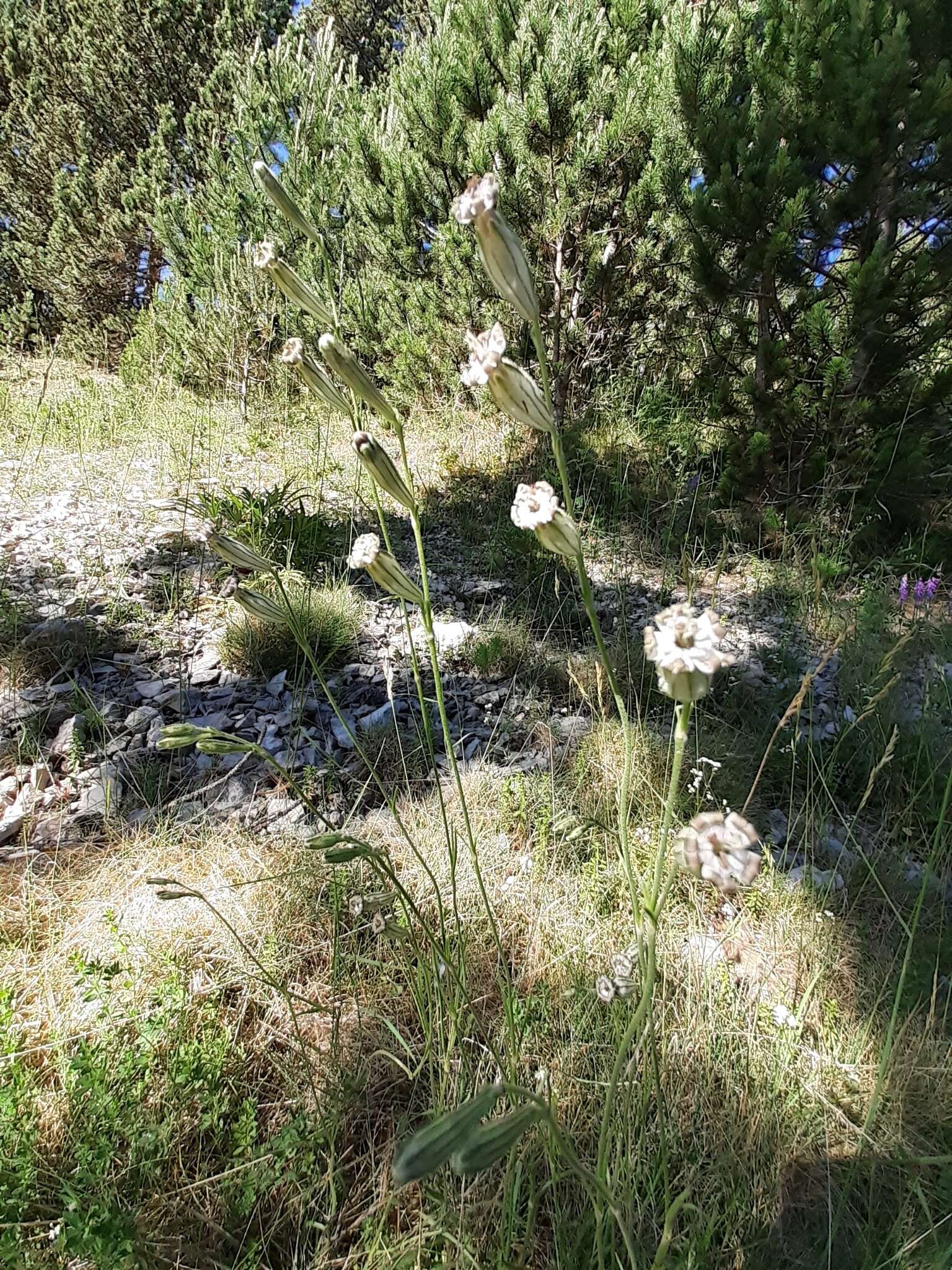 Imagem de Silene ciliata Pourret