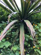Image of giant spear lily