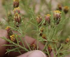 Image of fetid marigold