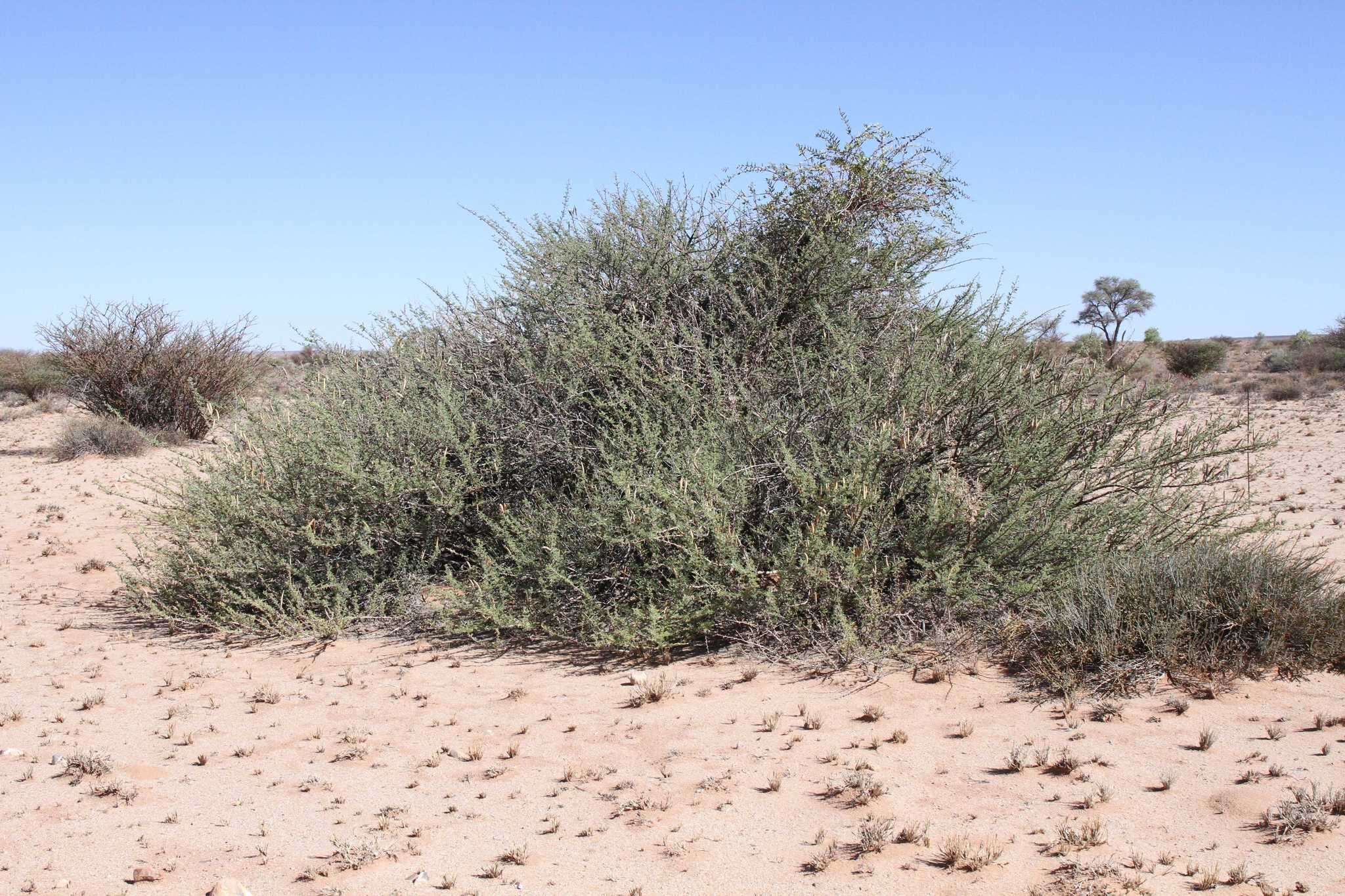 Sivun Vachellia hebeclada subsp. hebeclada kuva