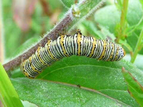 Image of Pearly Wood-Nymph