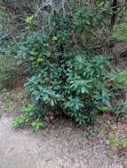 Image of Taiwanese photinia