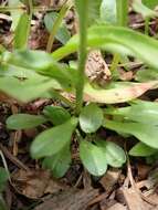 Image of blackhead fleabane