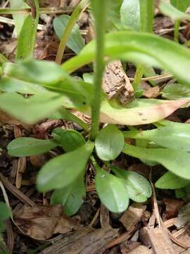 Image of blackhead fleabane