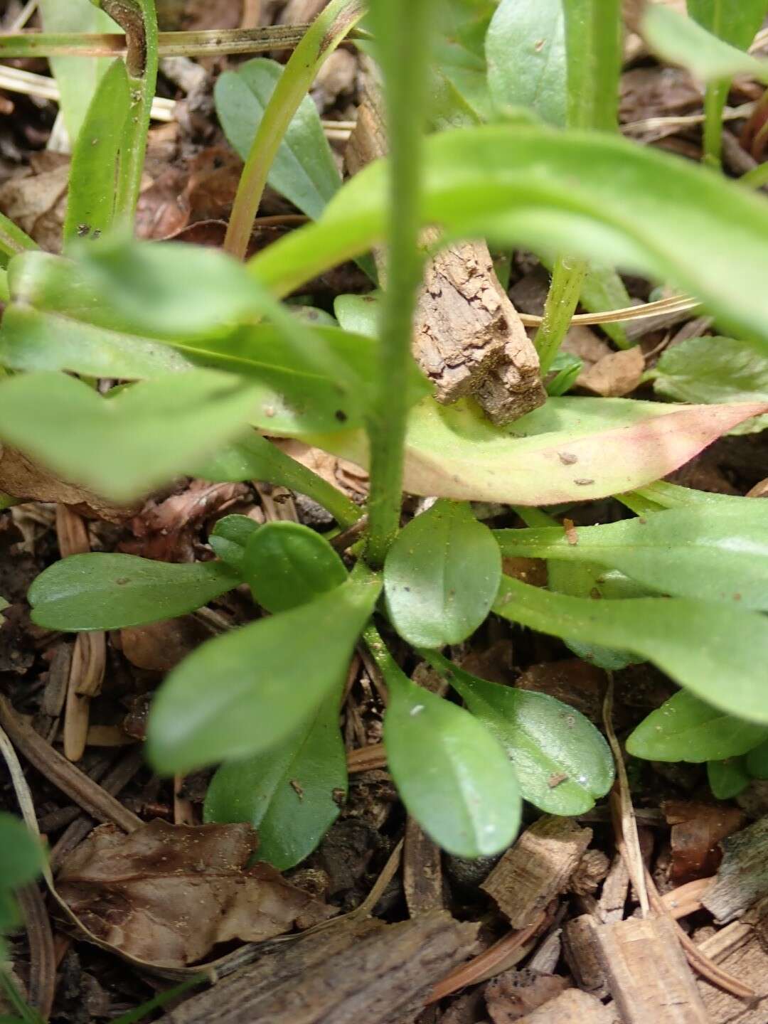 Imagem de Erigeron melanocephalus (A. Nels.) A. Nels.