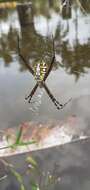 Image of Argiope catenulata (Doleschall 1859)