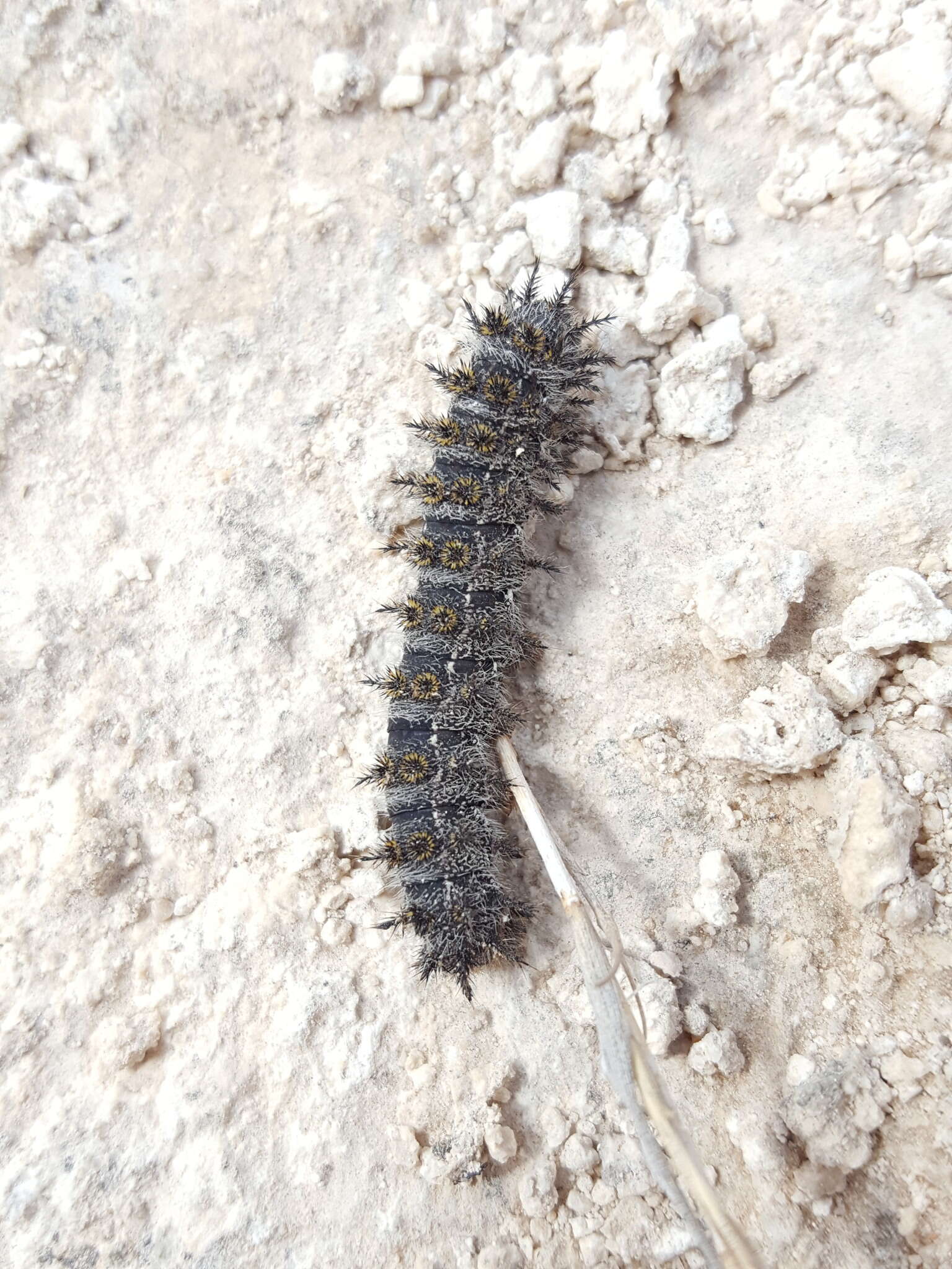 Image de Hemileuca chinatiensis (Tinkham 1943)