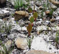 Imagem de Protea cordata Thunb.