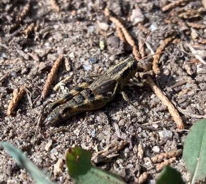 Melanoplus lakinus (Scudder & S. H. 1878)的圖片