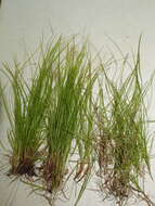 Image of New England sedge