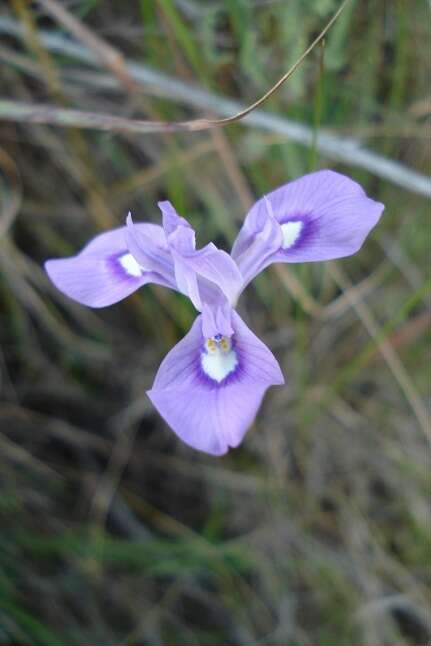 Image of Moraea elliotii Baker