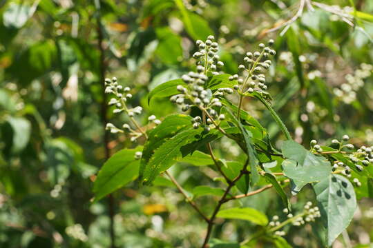 Image of crenate pride-of-Rochester