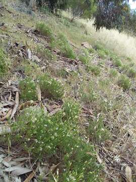 Image of Vittadinia blackii N. T. Burbidge