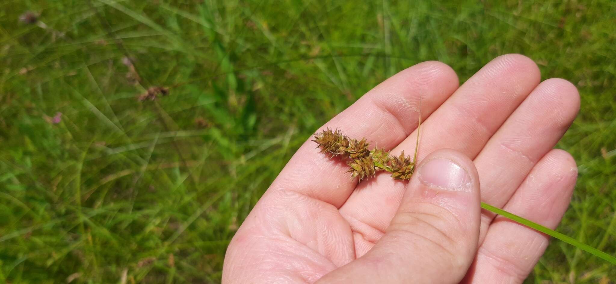 Image of glomerate sedge