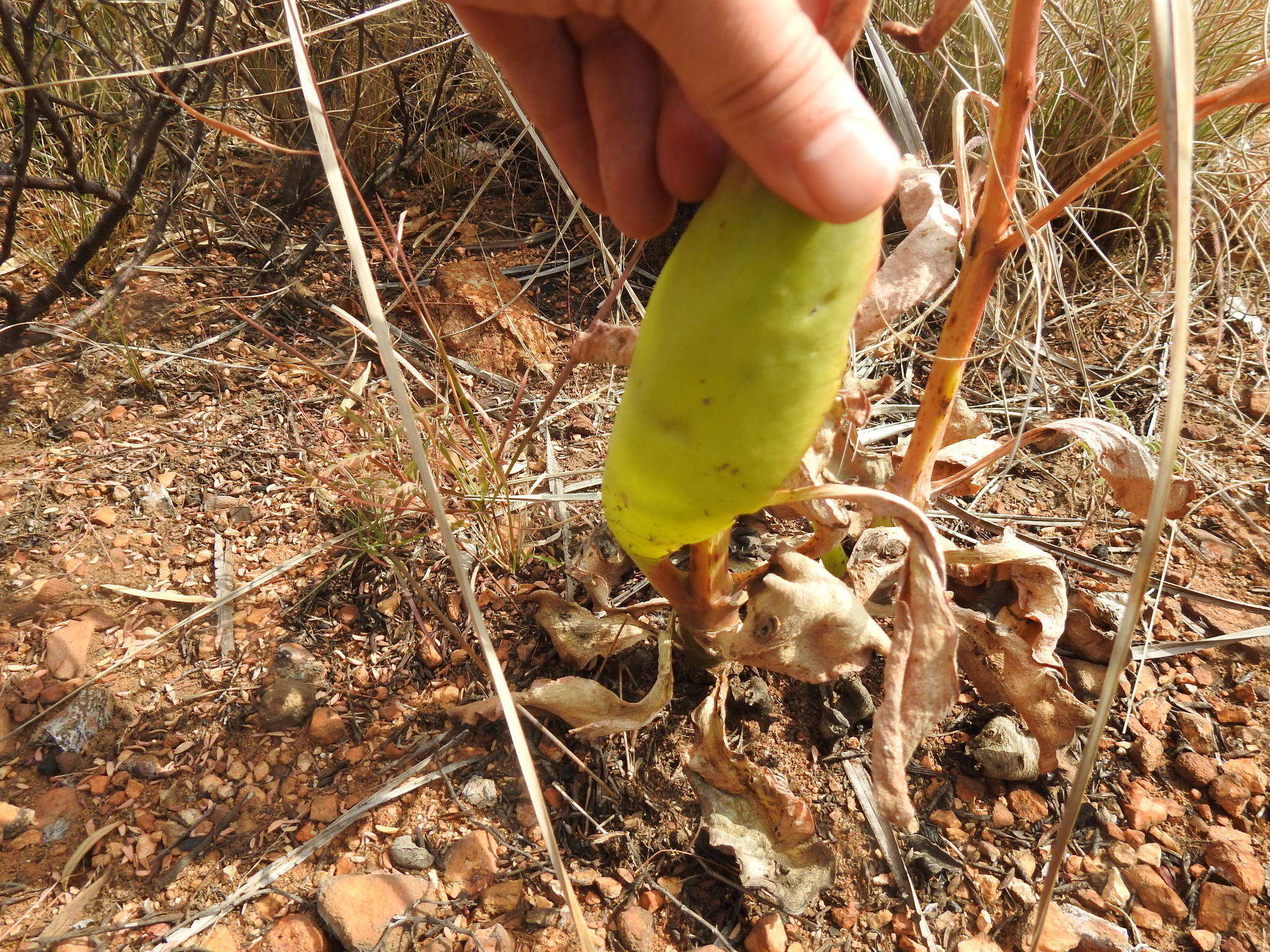 Image of Kalanchoe paniculata Harv.