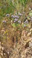 Imagem de Phacelia floribunda Greene