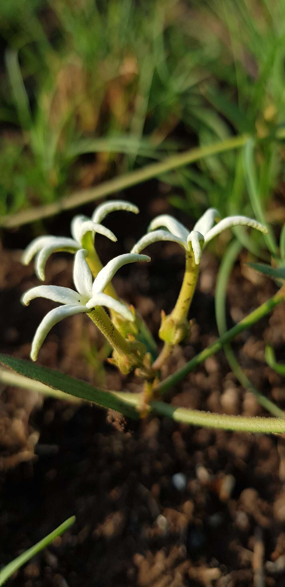Image of Orthanthera jasminiflora (Decne.) Schinz