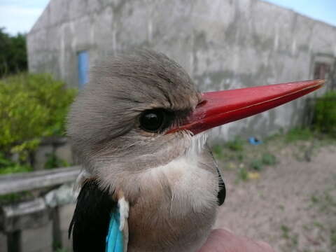 Image of Chestnut-bellied Kingfisher