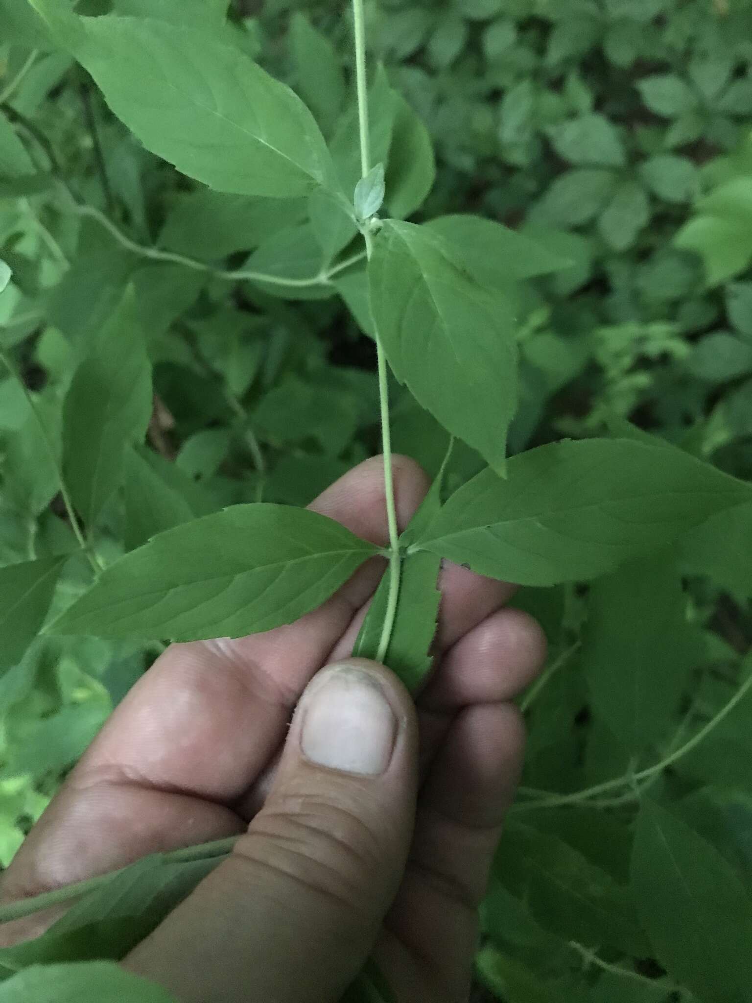 Image of southern mountainmint