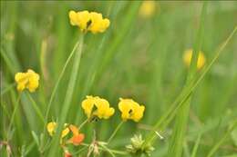 Image of Narrow-leaved Bird's-foot-trefoil