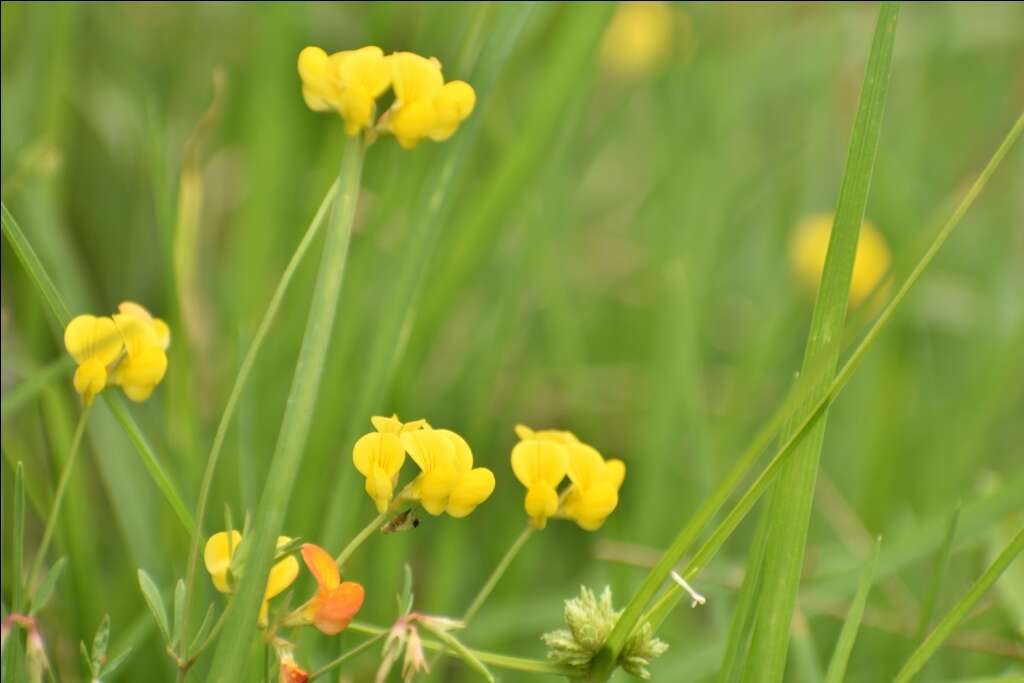 Imagem de Lotus tenuis Waldst. & Kit.